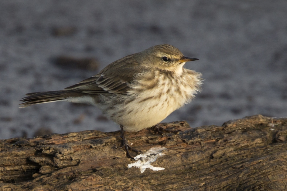 Waterpieper - Vogels - Waterpieper