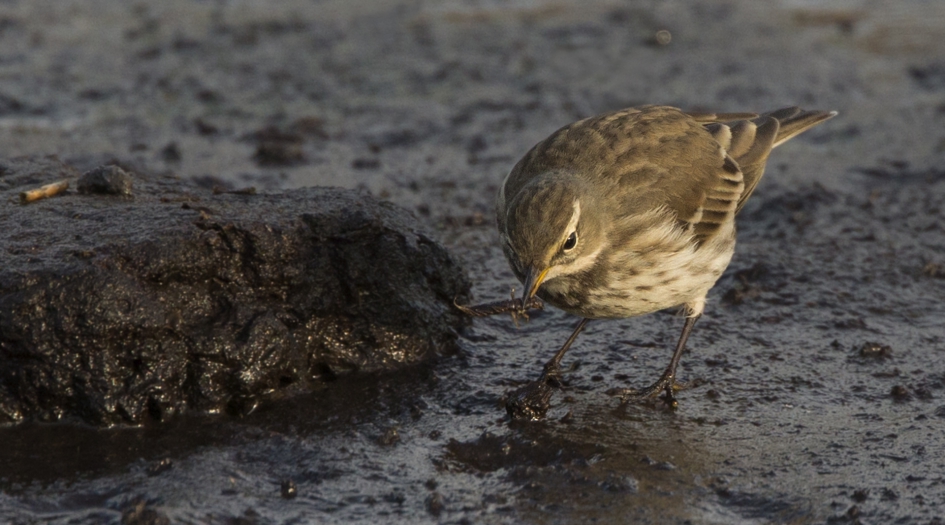 Waterpieper II - Vogels - Waterpieper