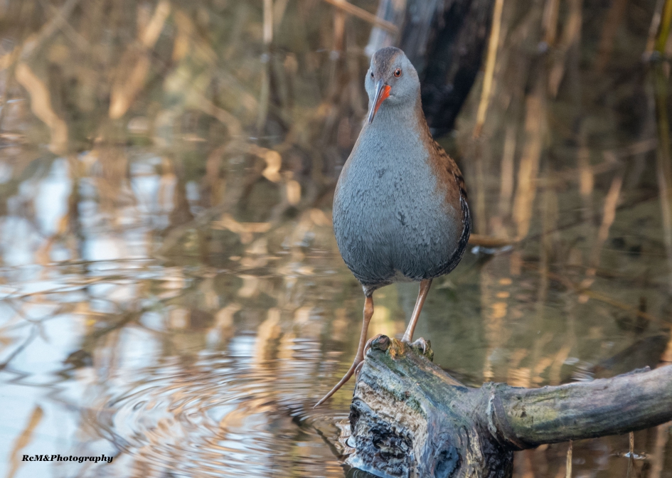 Waterral. - Vogels - Waterral.