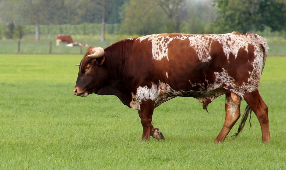 Watusirund - Zoogdieren - 