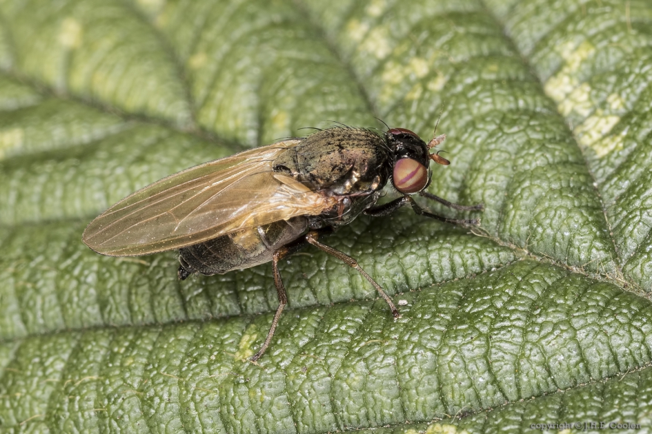 Wijdoogvlieg(Calliopum spec.) - Geleedpotigen - Wijdoogvlieg