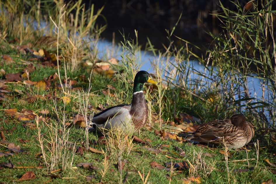 Wilde eenden - Vogels - 