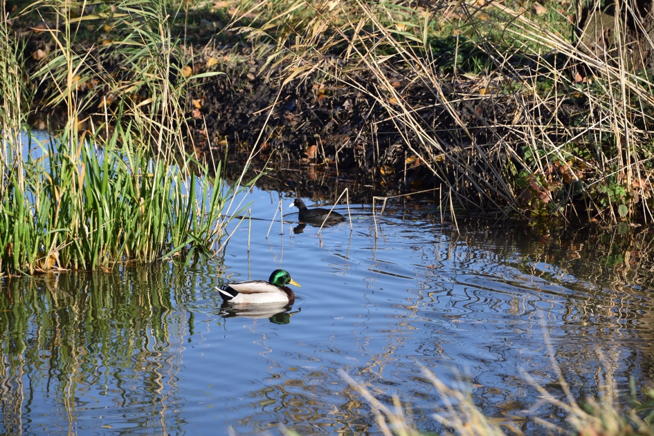 Eend en meerkoet - Vogels - 