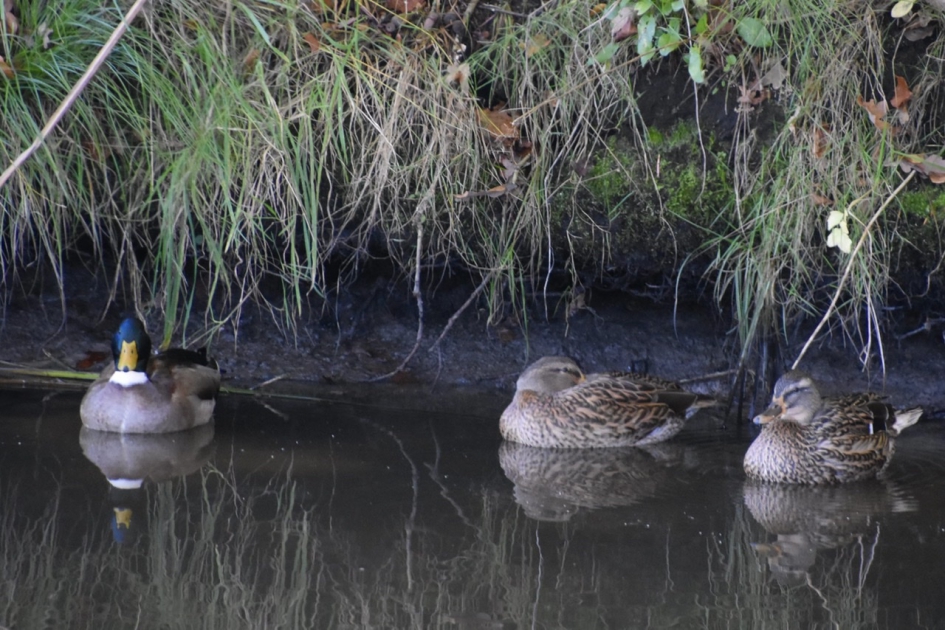 Wilde eenden - Vogels - 