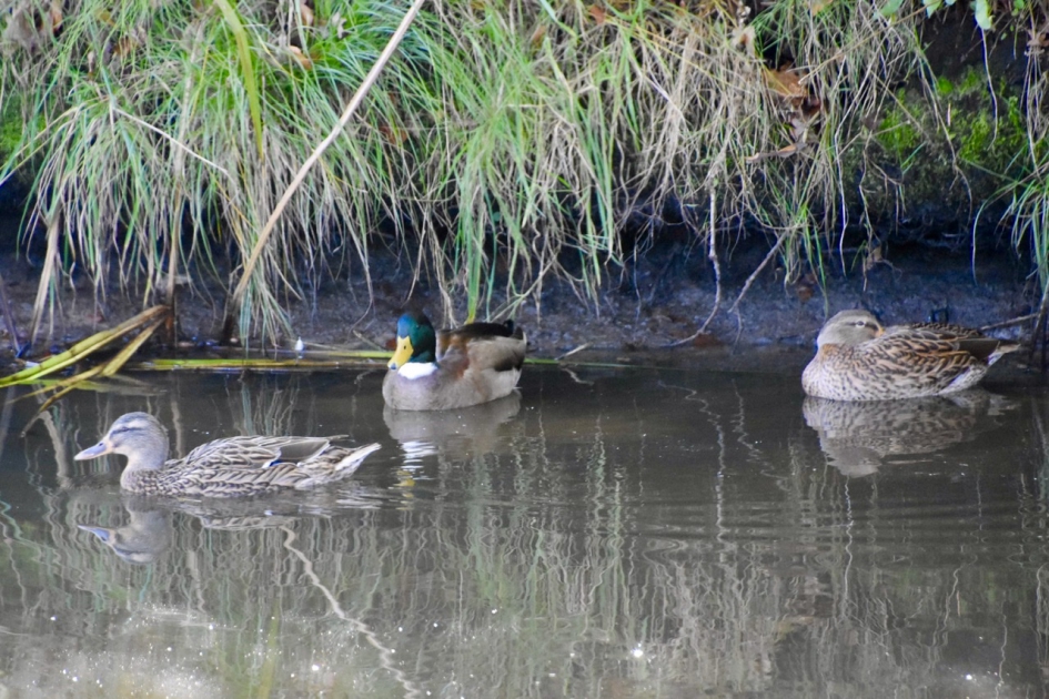Wilde eendjes - Vogels - 