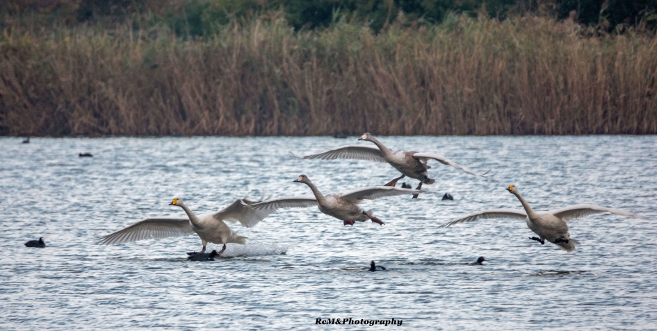 Wilde zwaan. - Vogels - Wilde zwaan.