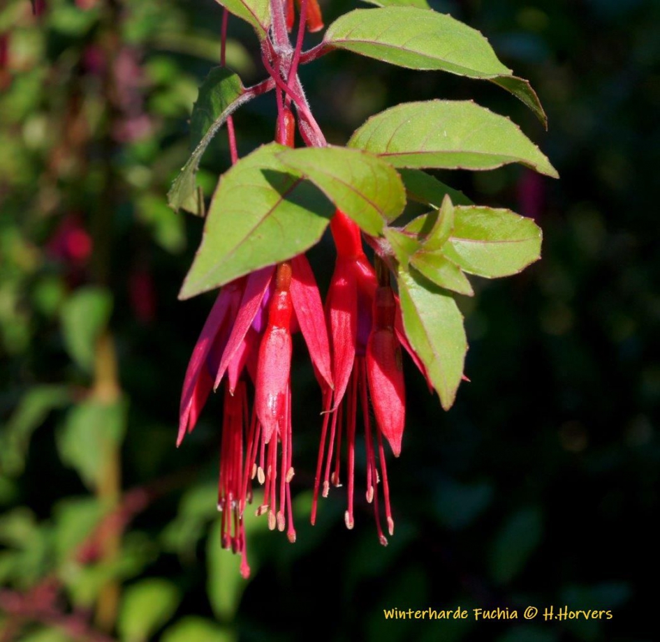 Winterharde Fuchia - Planten - Winterharde Fuchia