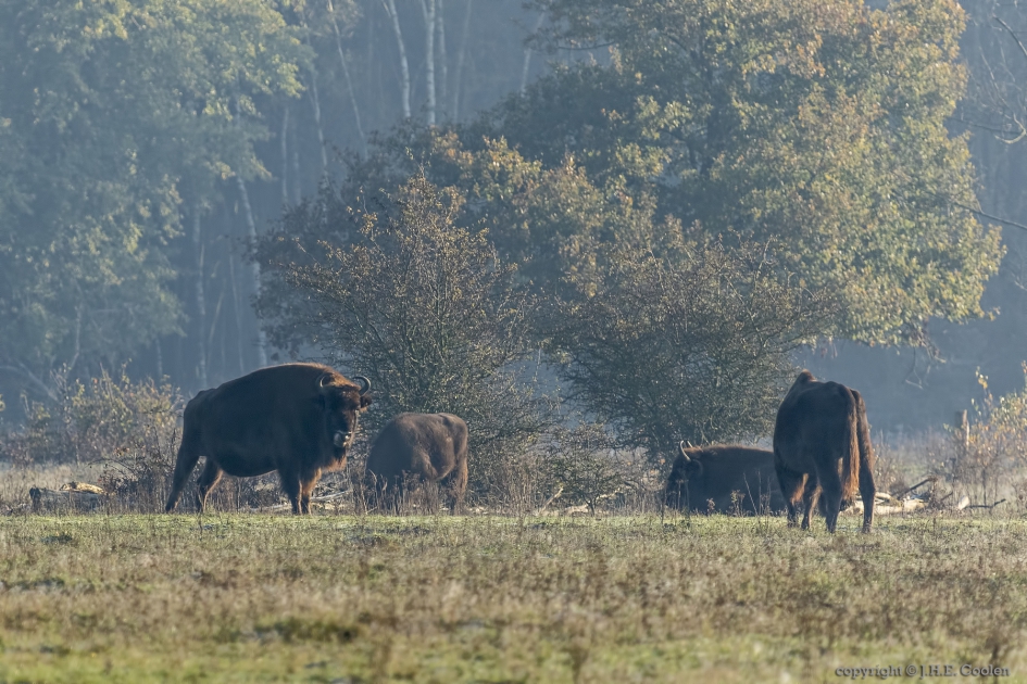 Wisent - Zoogdieren - Wisent