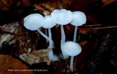 Witte paddestoeltjes
