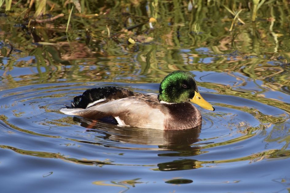 Woerd - Vogels - 