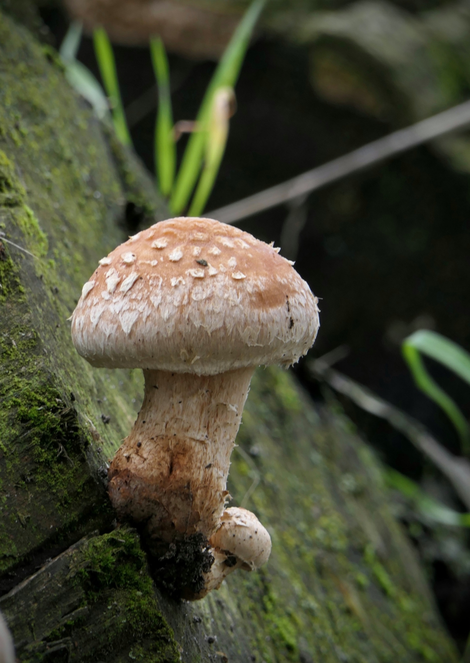 Wollig kapsel - Schimmels - Wollige bundelzwam