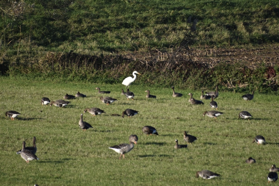 Zilverreiger en veel ganzen - Vogels - 