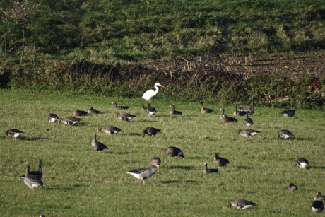 Zilverreiger en veel ganzen