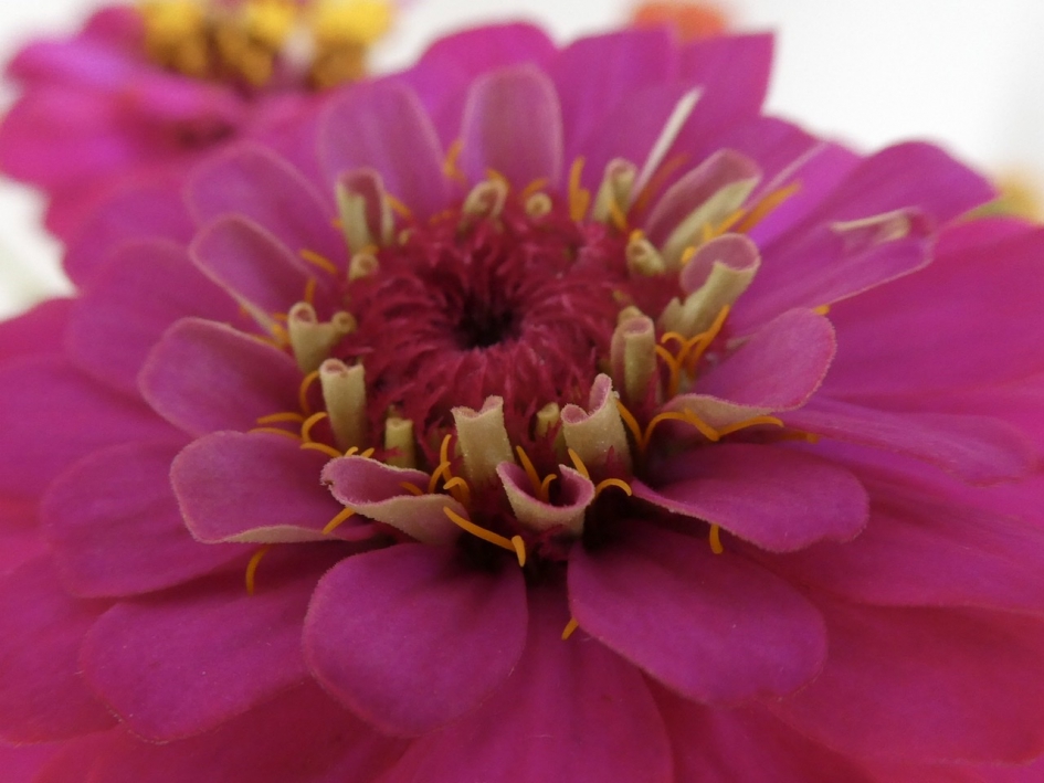 Zinnia - Planten - 