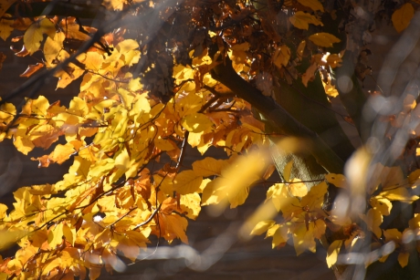 Zon door de herfstbladeren