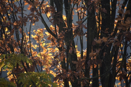 Zuileik in herfstkleur