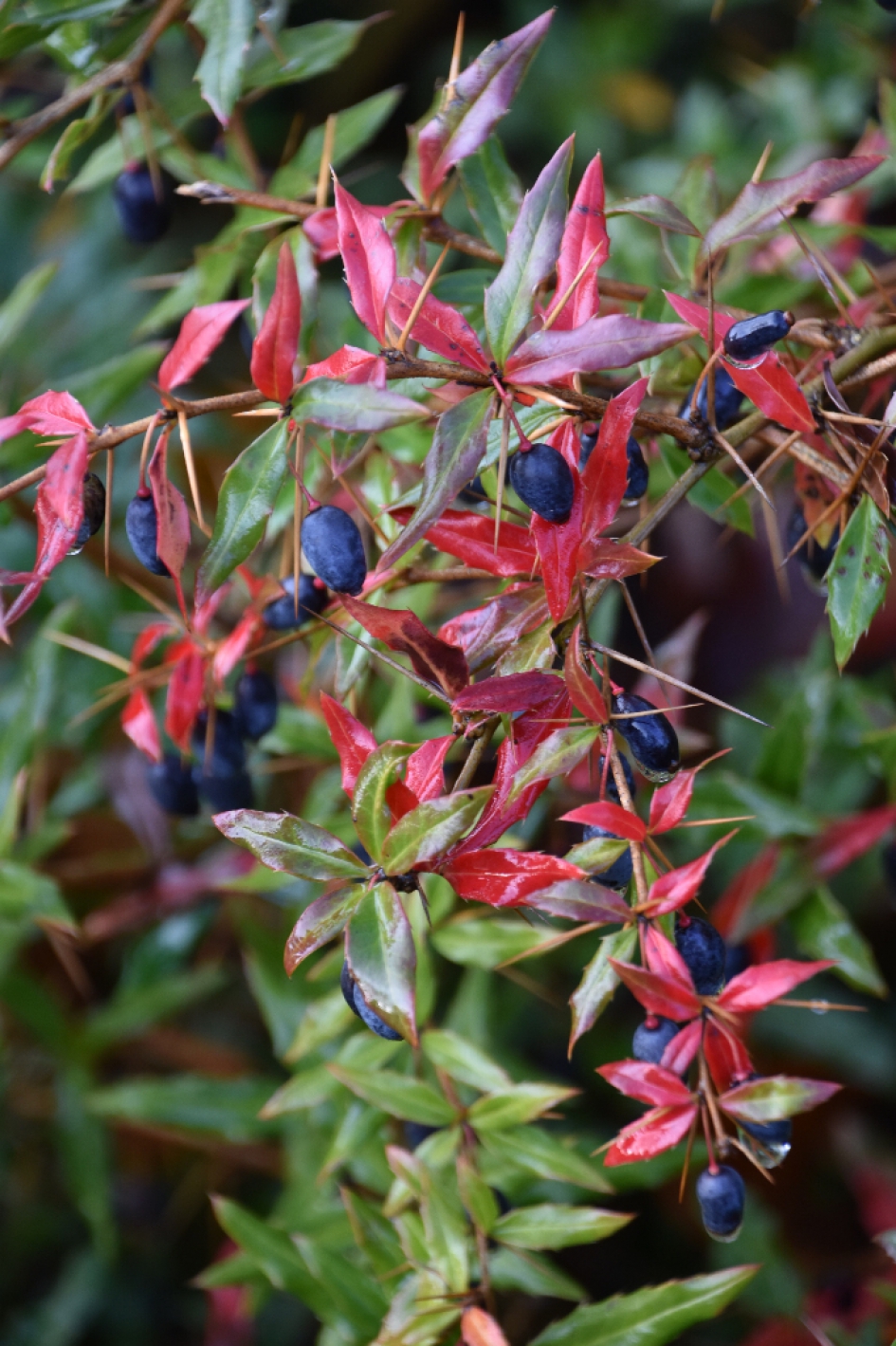 Zuurbes - Planten - 