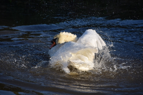 Zwaan 2