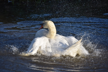 Zwaan 3