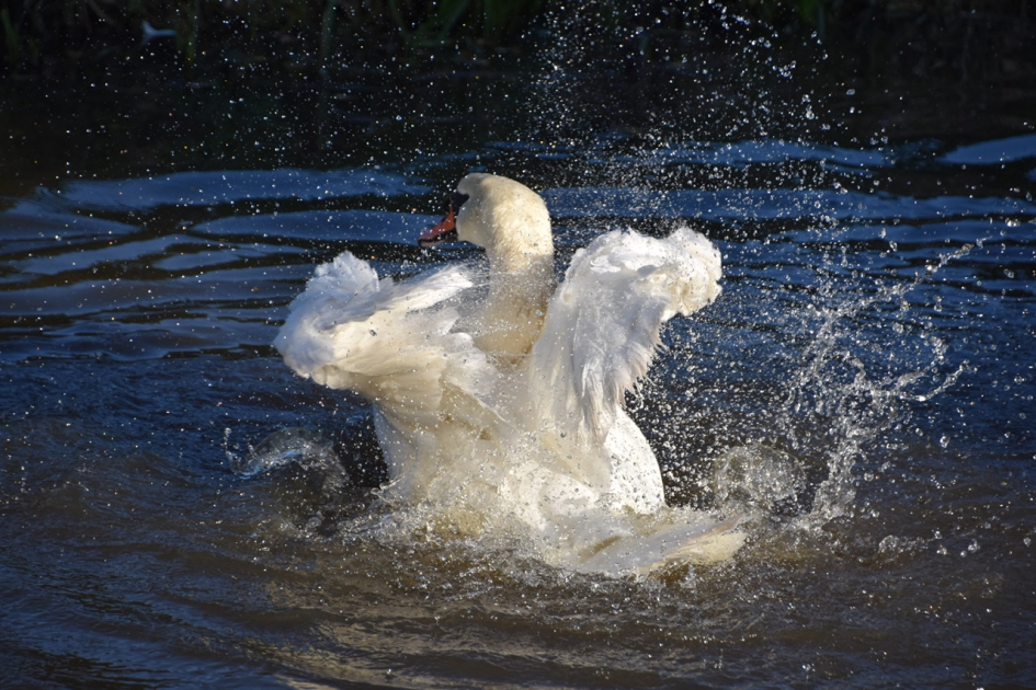 Zwaan 4 - Vogels - 