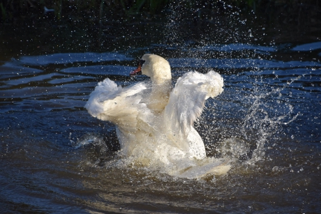 Zwaan 4