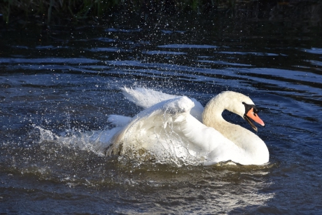 Zwaan