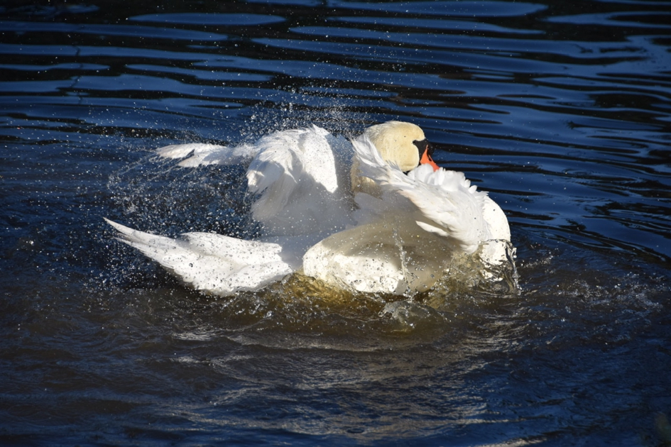 Zwaan - Vogels - 
