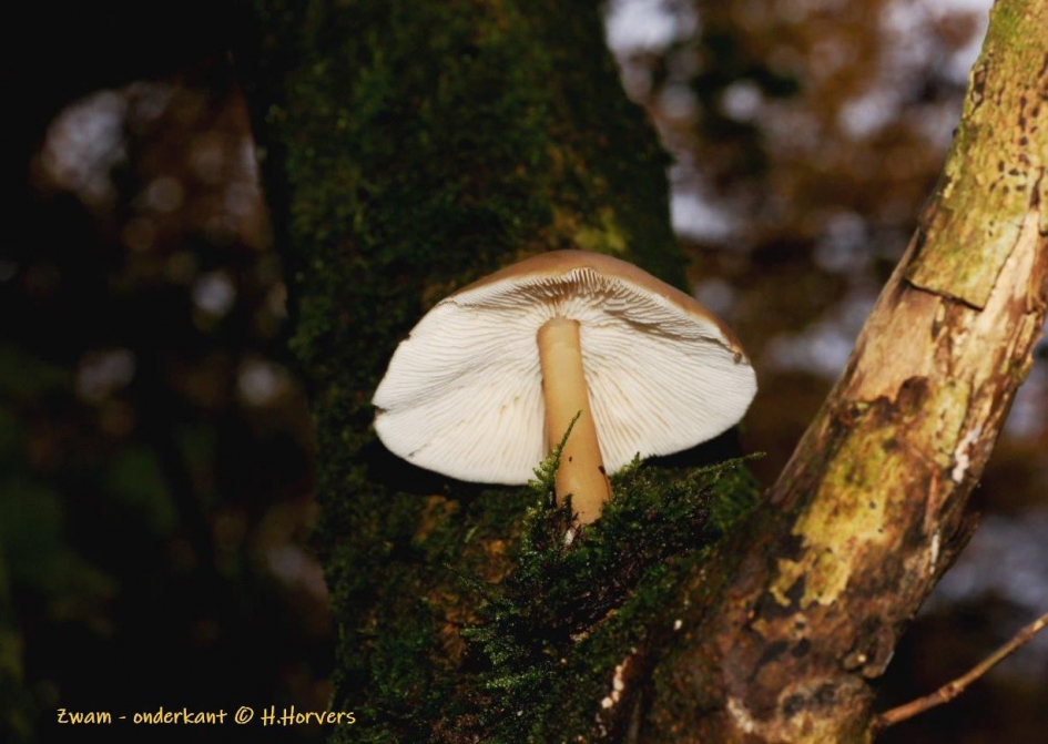 zwam - Schimmels - Zwam