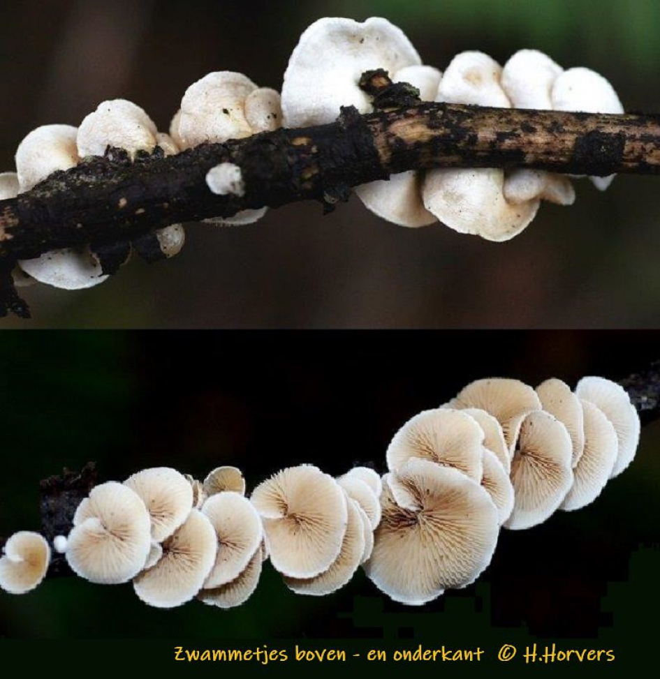 Zwammetjes boven en onderkant - Schimmels - Zwammetjes