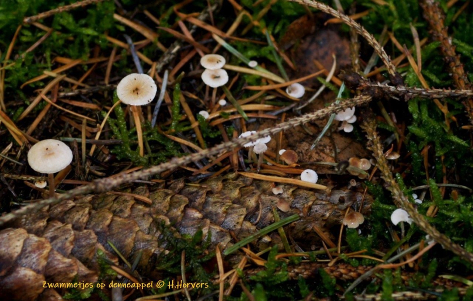 Zwammetjes op denneappel - Schimmels - Witte Zwammetjes