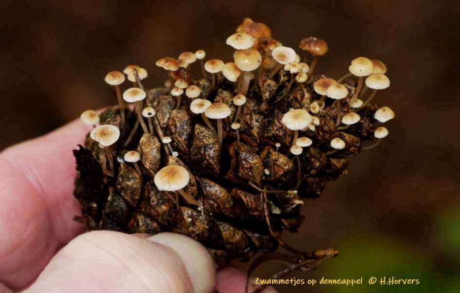 Zwammetjes op denneappel - Schimmels - Zwammetjes