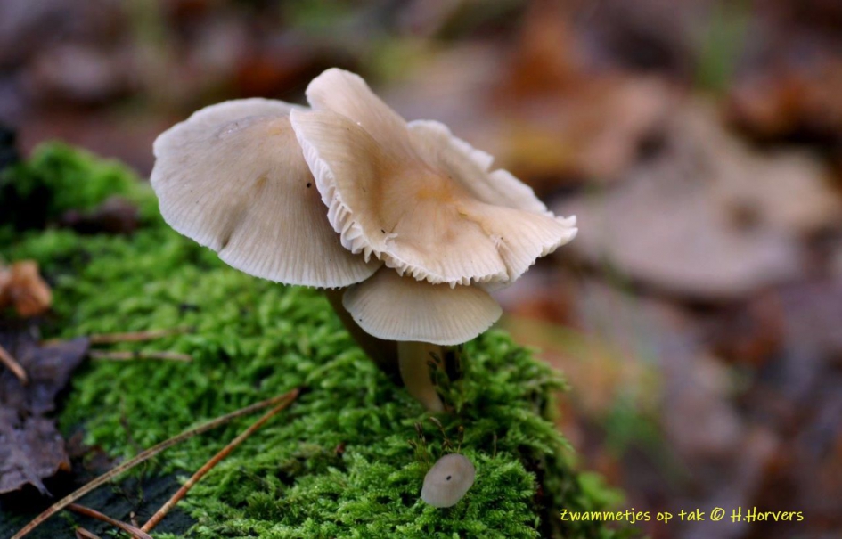 Zwammetjes op tak - Schimmels - Zwammetjes op tak