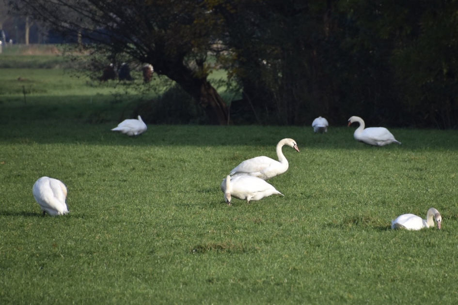 Zwanen bij Westbroek - Vogels - 