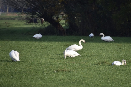 Zwanen bij Westbroek
