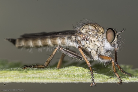 Zwartdijroofvlieg (Paritamus geniculatus)