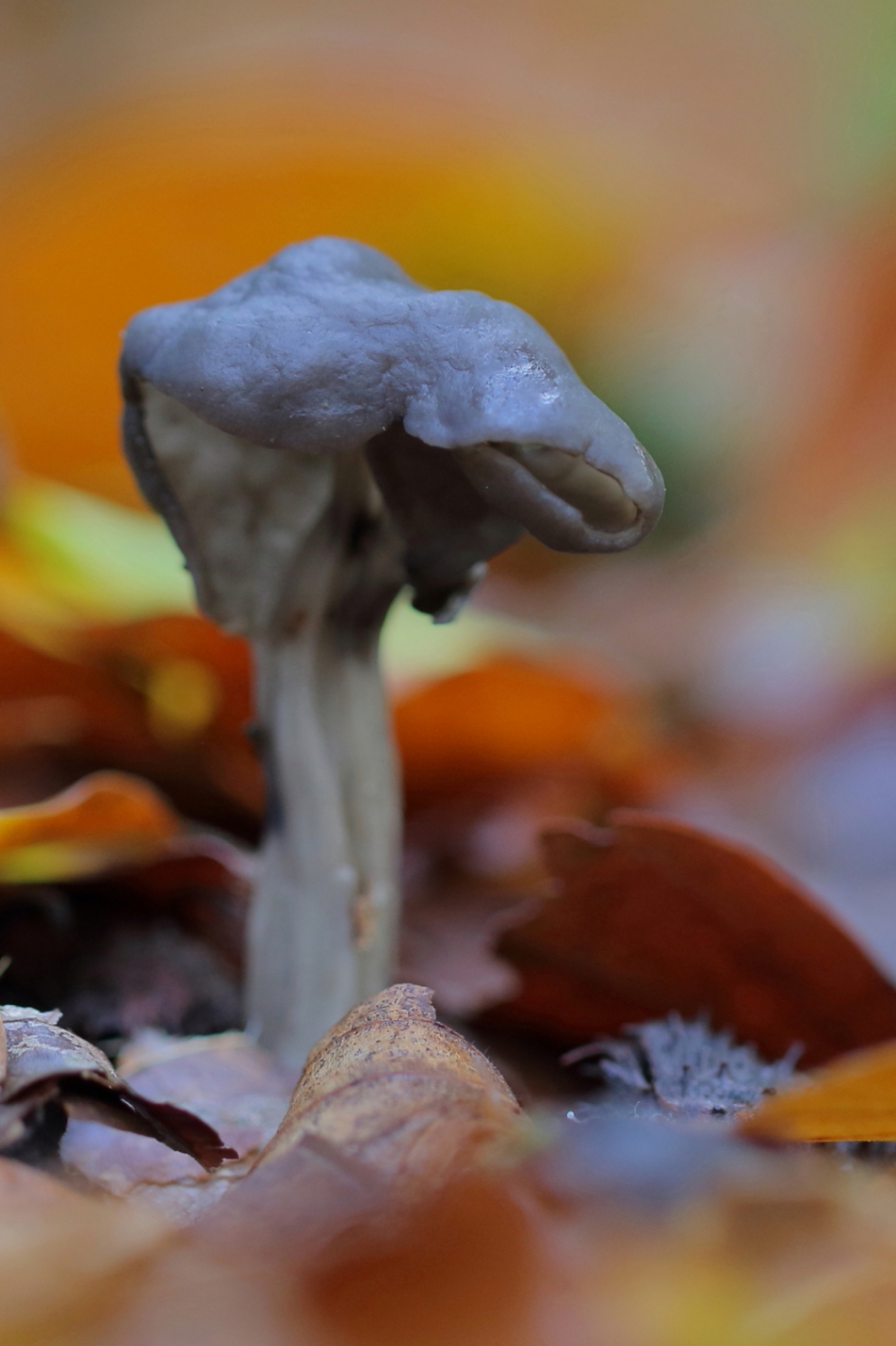 zwarte kluifzwam - Schimmels - zwarte kluifzwam