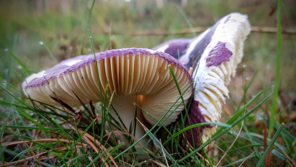 Zwierige "rokjes" - Schimmels - Russula