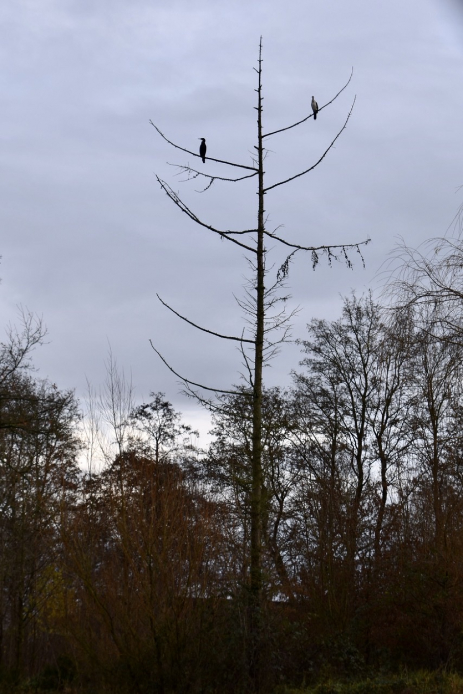 Aalscholvers... - Vogels - 