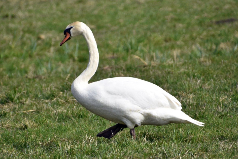 Aan de wandel - Vogels - 