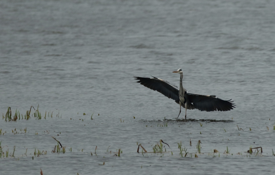 aangekomen op de plaats van bestemming - Vogels - blauwe reiger