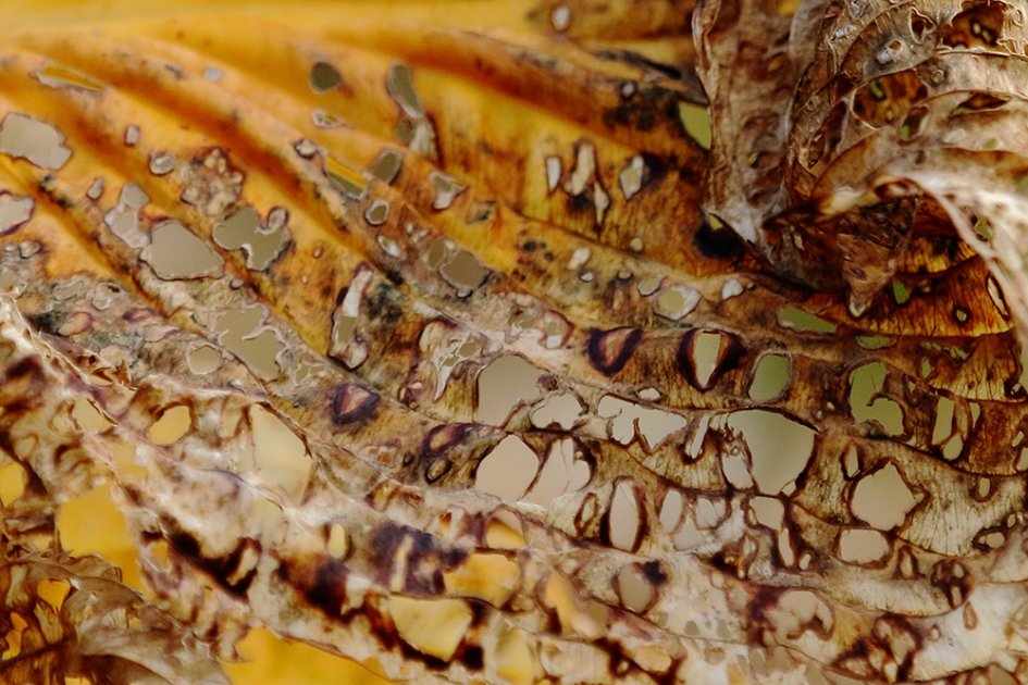 abstract - Planten - 