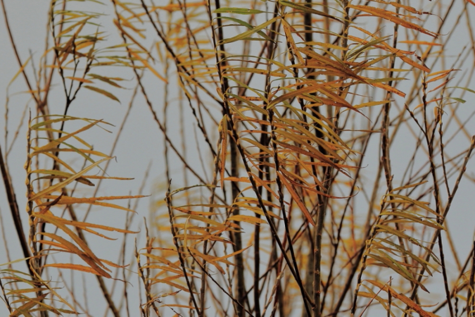 abstract - Planten - prachtriet