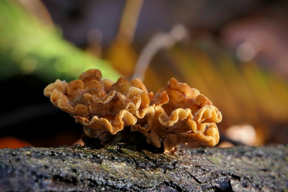 Als rozen..... - Schimmels - Korstzwam