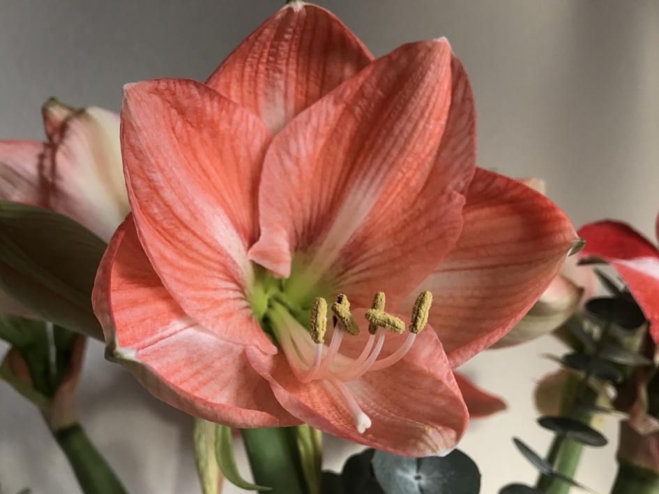Amaryllis - Planten - 