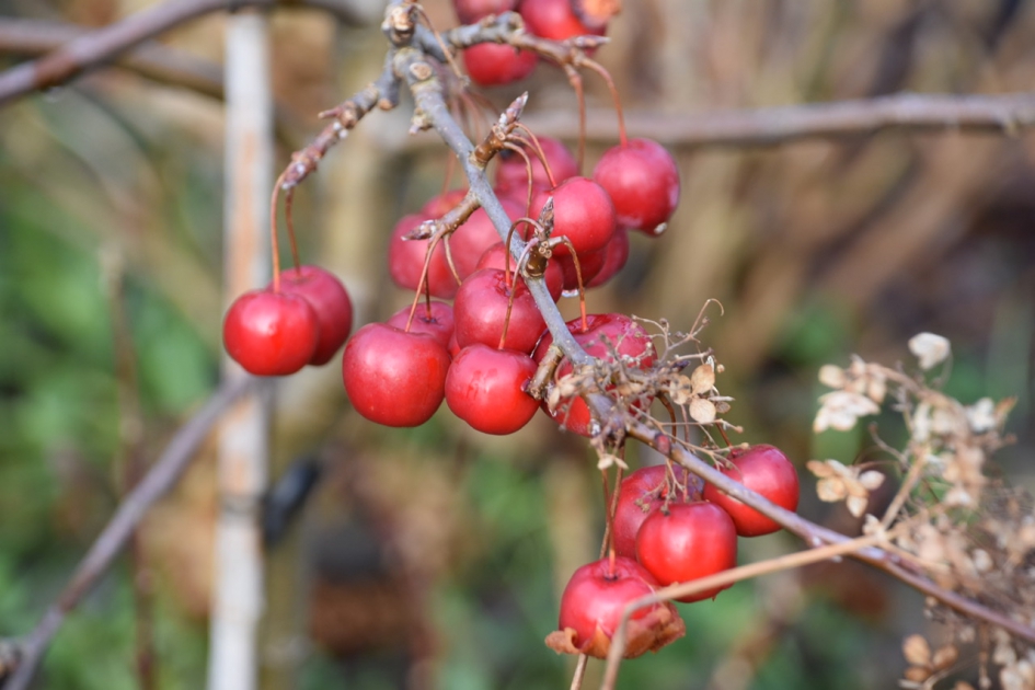 Appeltjes - Planten - 