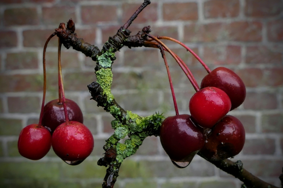 Appeltjes in de regen.. - Weer en landschap - Sierappeltjes