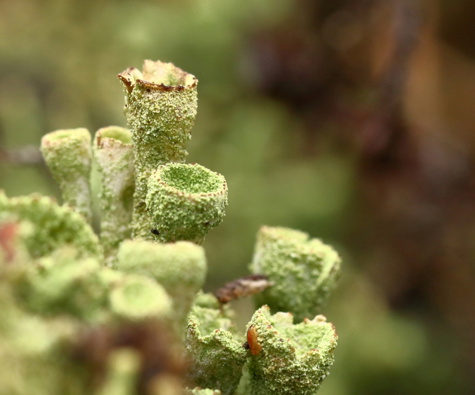 bekermos - Planten - bekermos