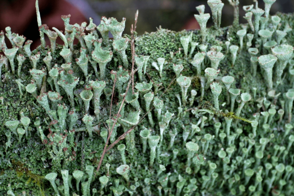 Bekermos - Planten - Bekermos
