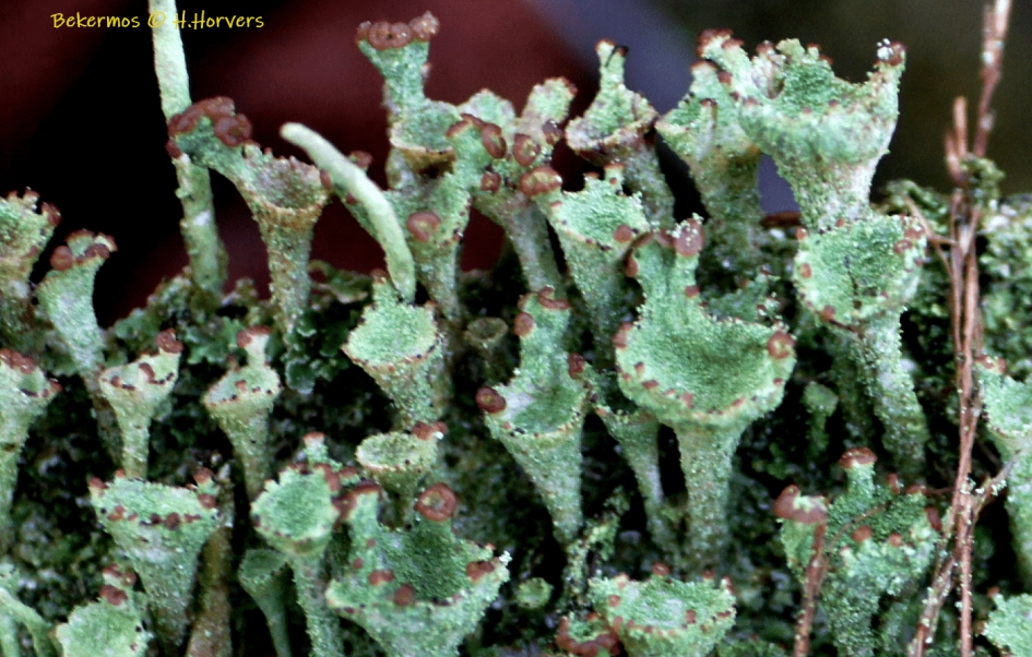 Bekermos. - Planten - Bekermos.