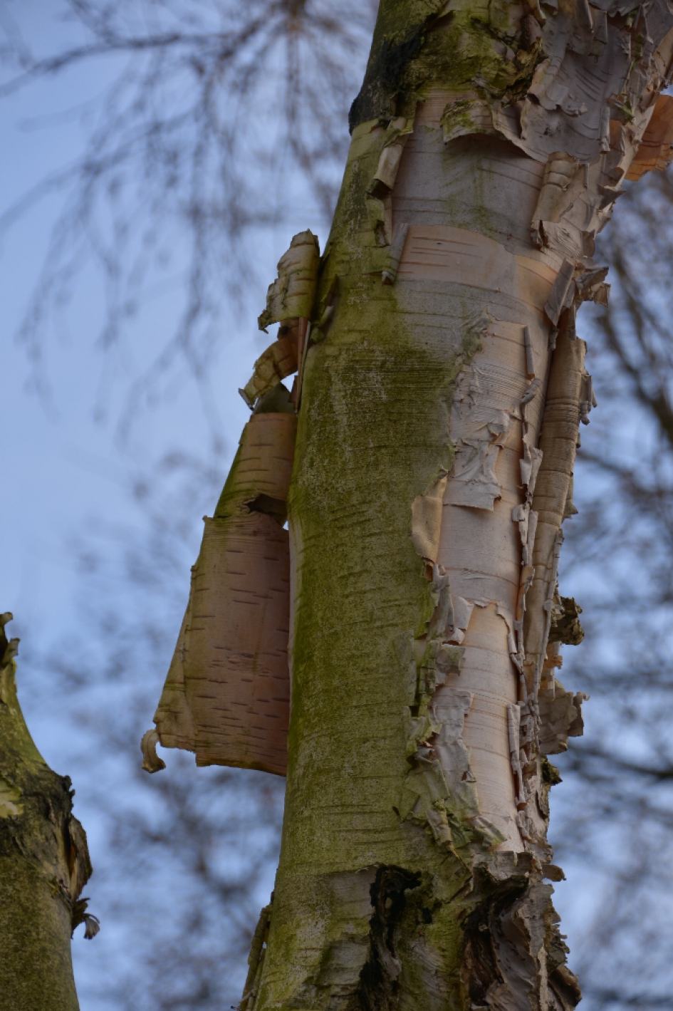 Berk - Planten - 